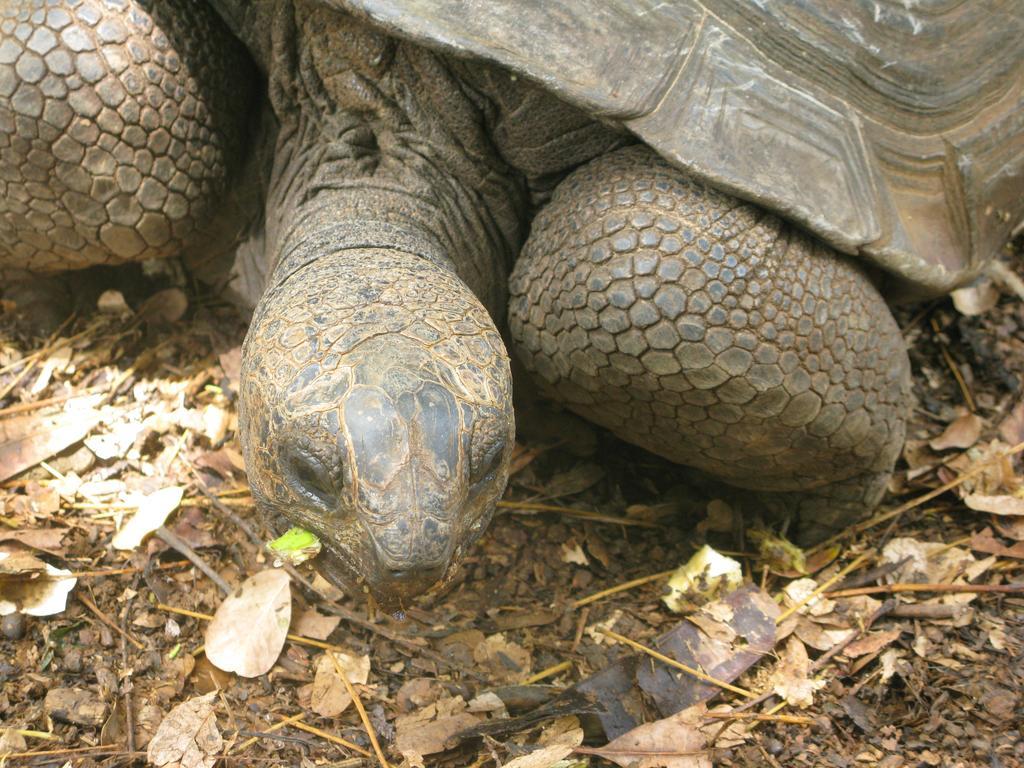 Remo E Berenice Nosy Komba Buitenkant foto